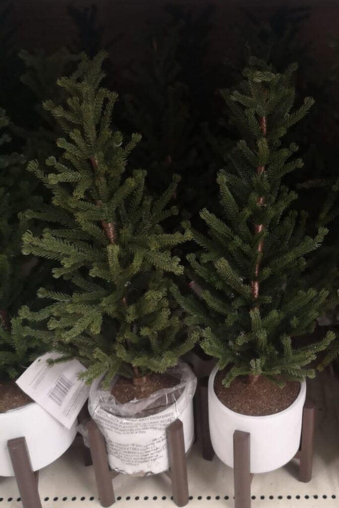 small Christmas trees. I bought one of these for my classroom